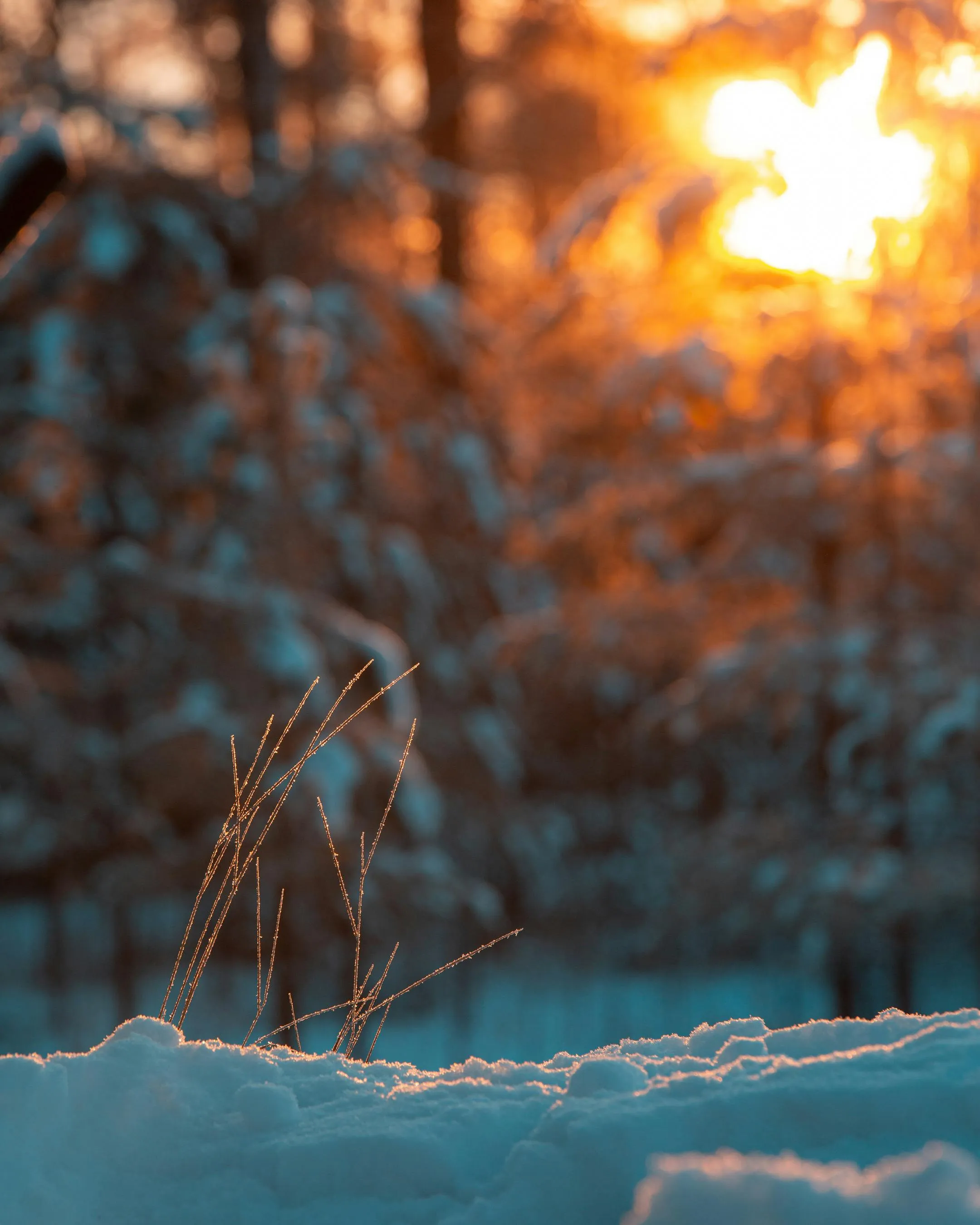 A close-up of the snow as the sun sets.