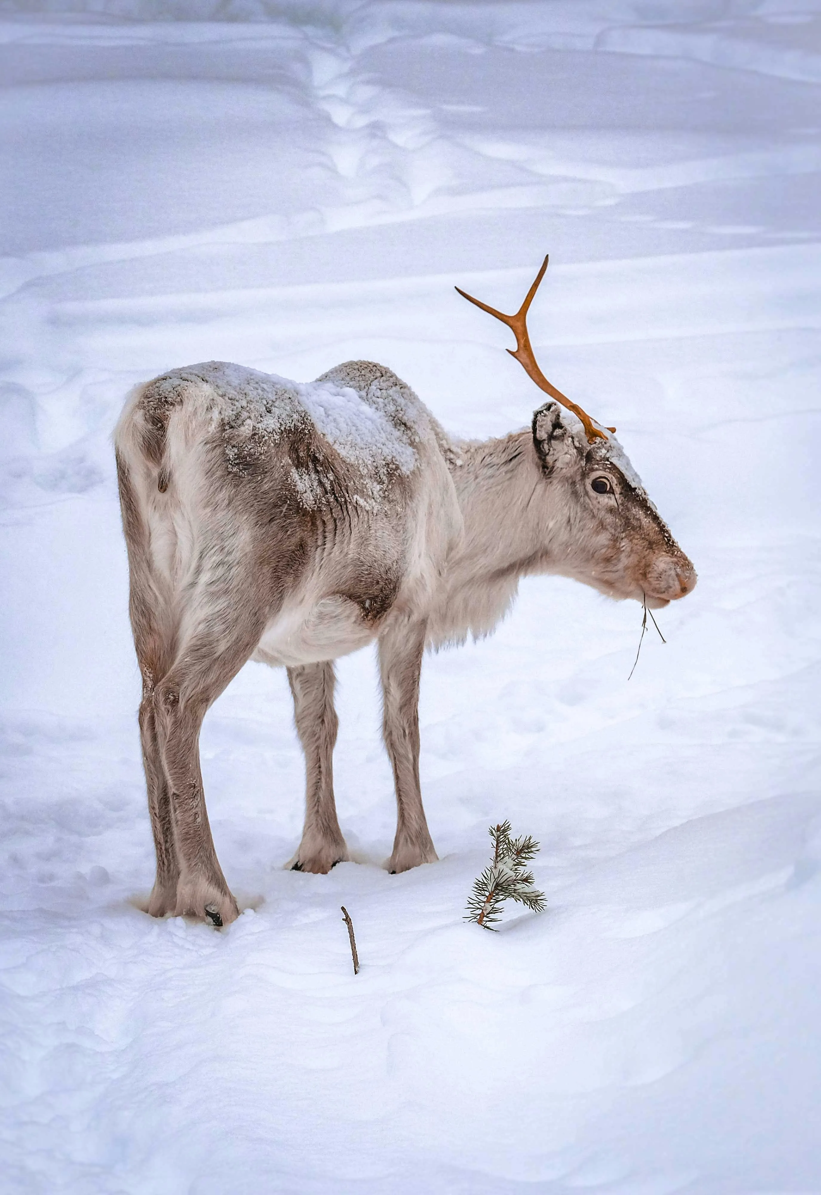 Reindeer in a snowy environment look suspiciously but funny at the camera.