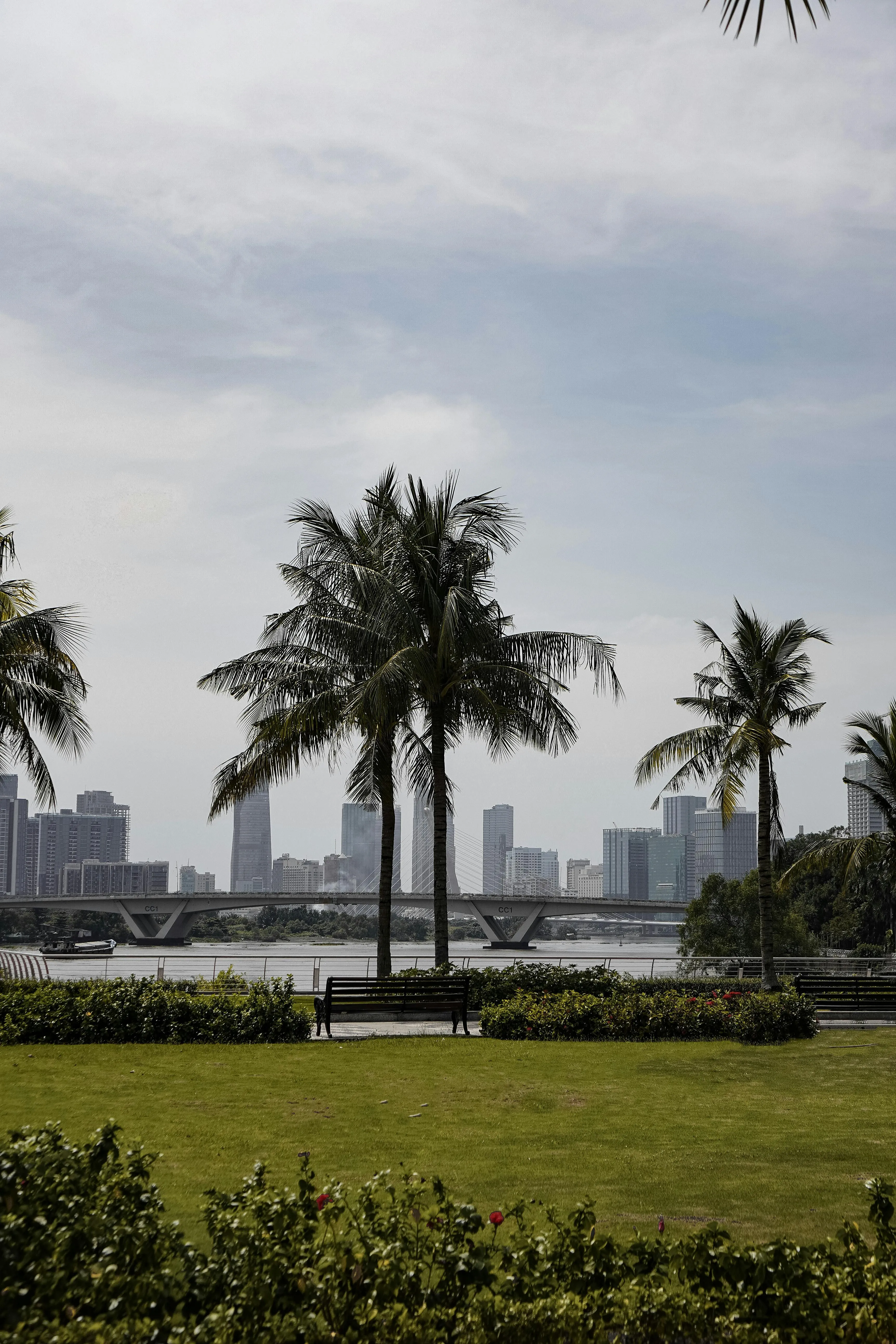 City view of Miami from a park with palm trees during a cloudy day.