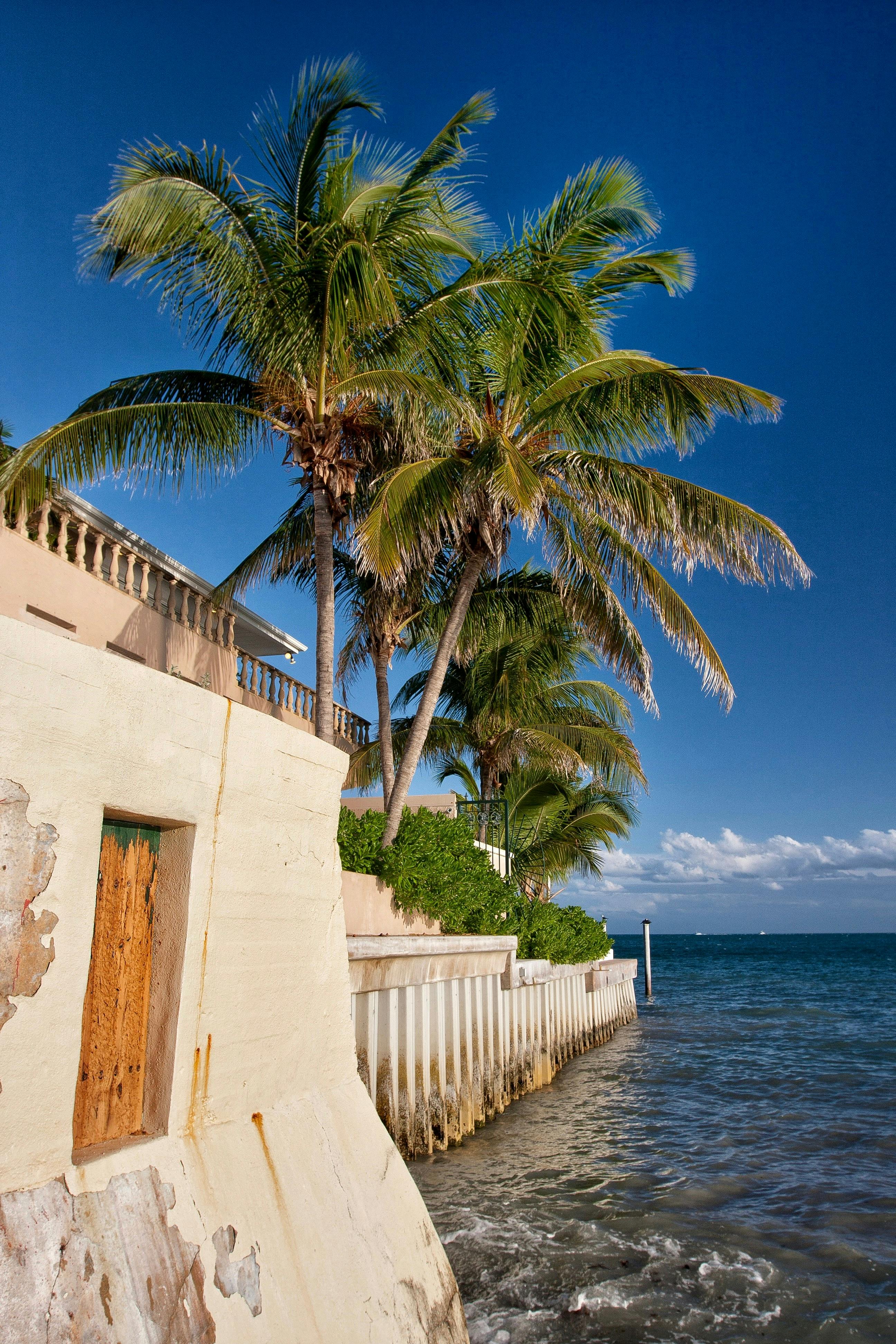Palm trees lining the edge of a coastal property with a stone wall, overlooking the clear blue waters and a vibrant blue sky.