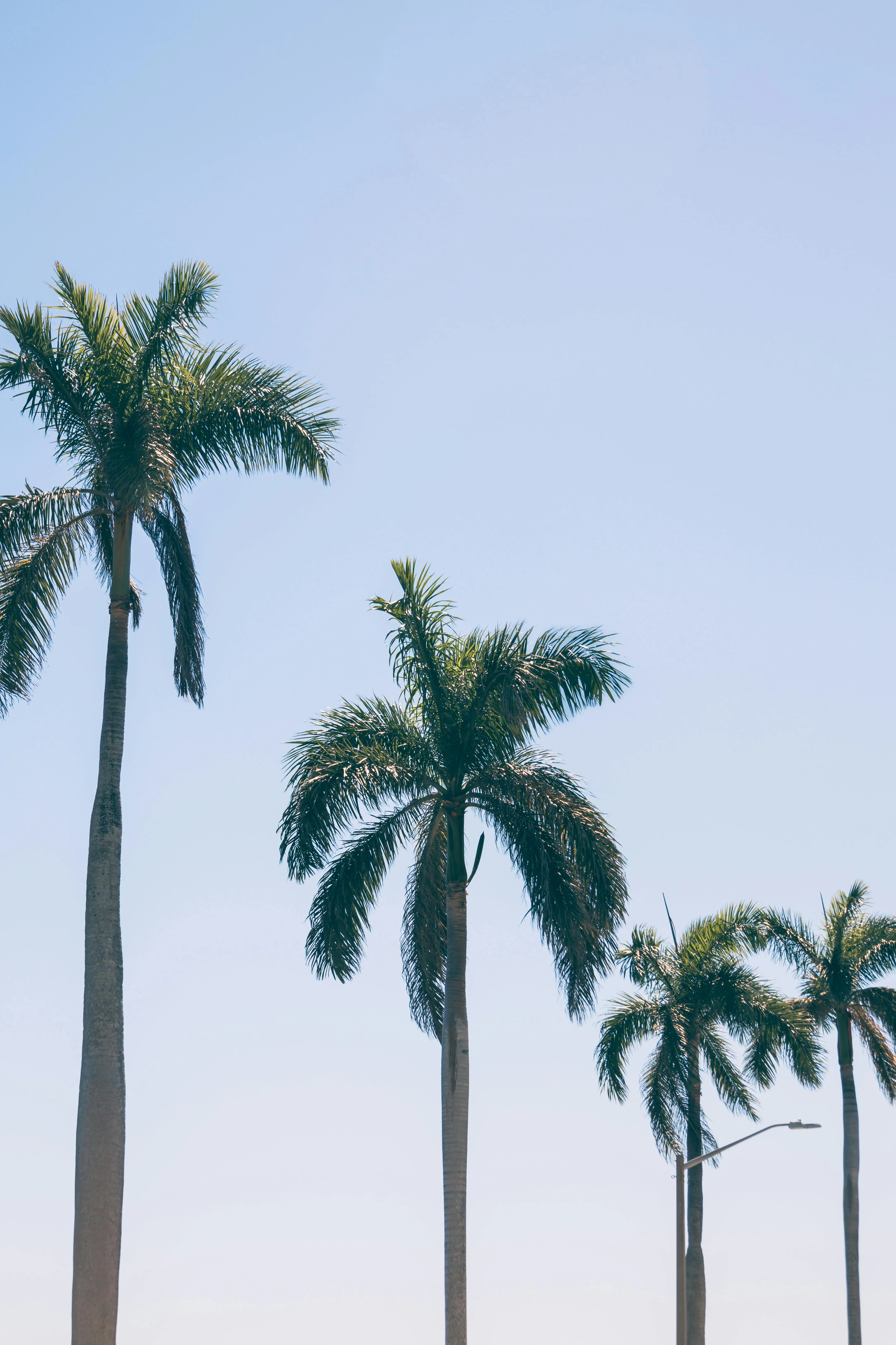 Tall palm trees against a clear blue sky, capturing the essence of a sunny day in a tropical paradise.