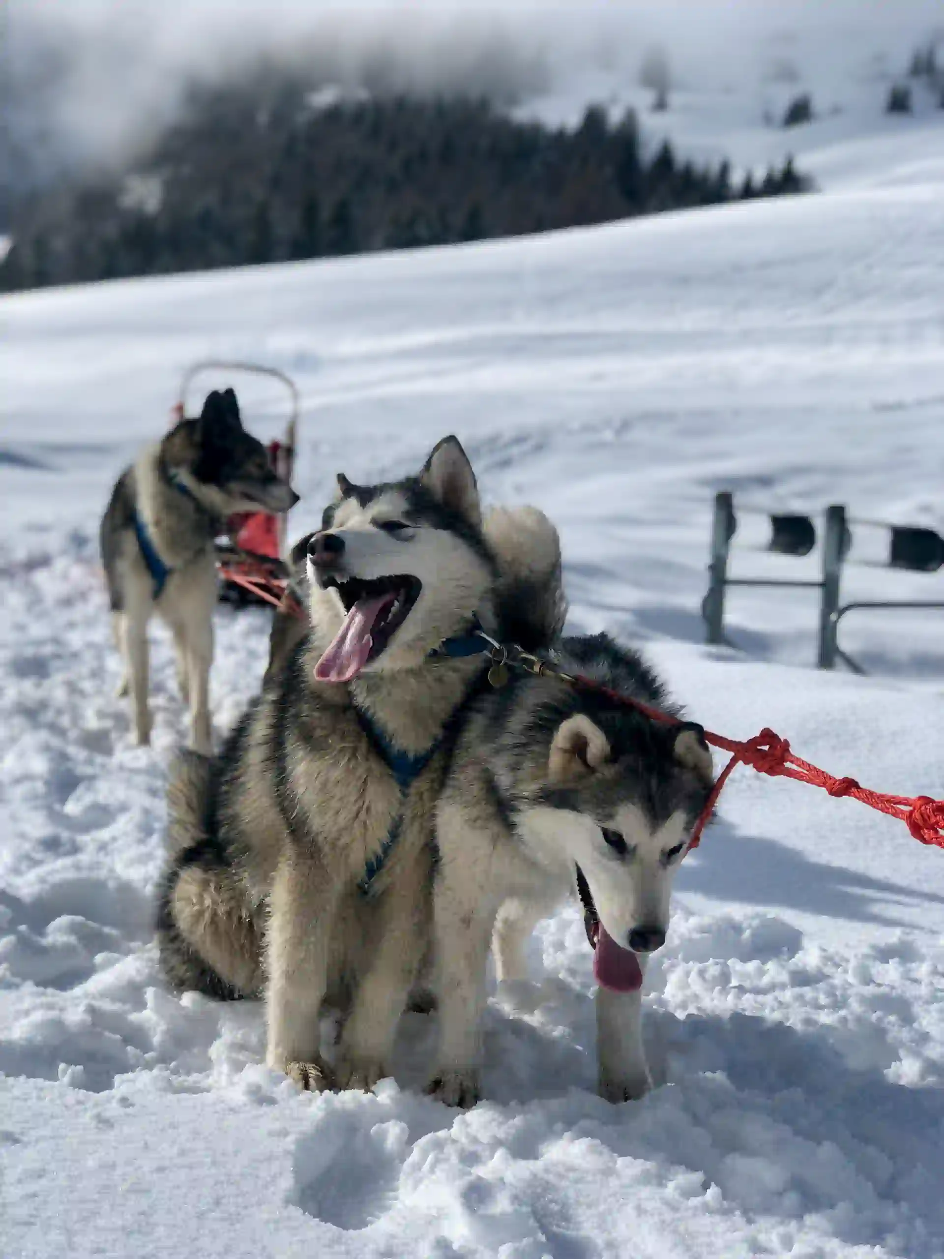 Huskies having a break from sledging in a scerene white snowy environment in Finland.