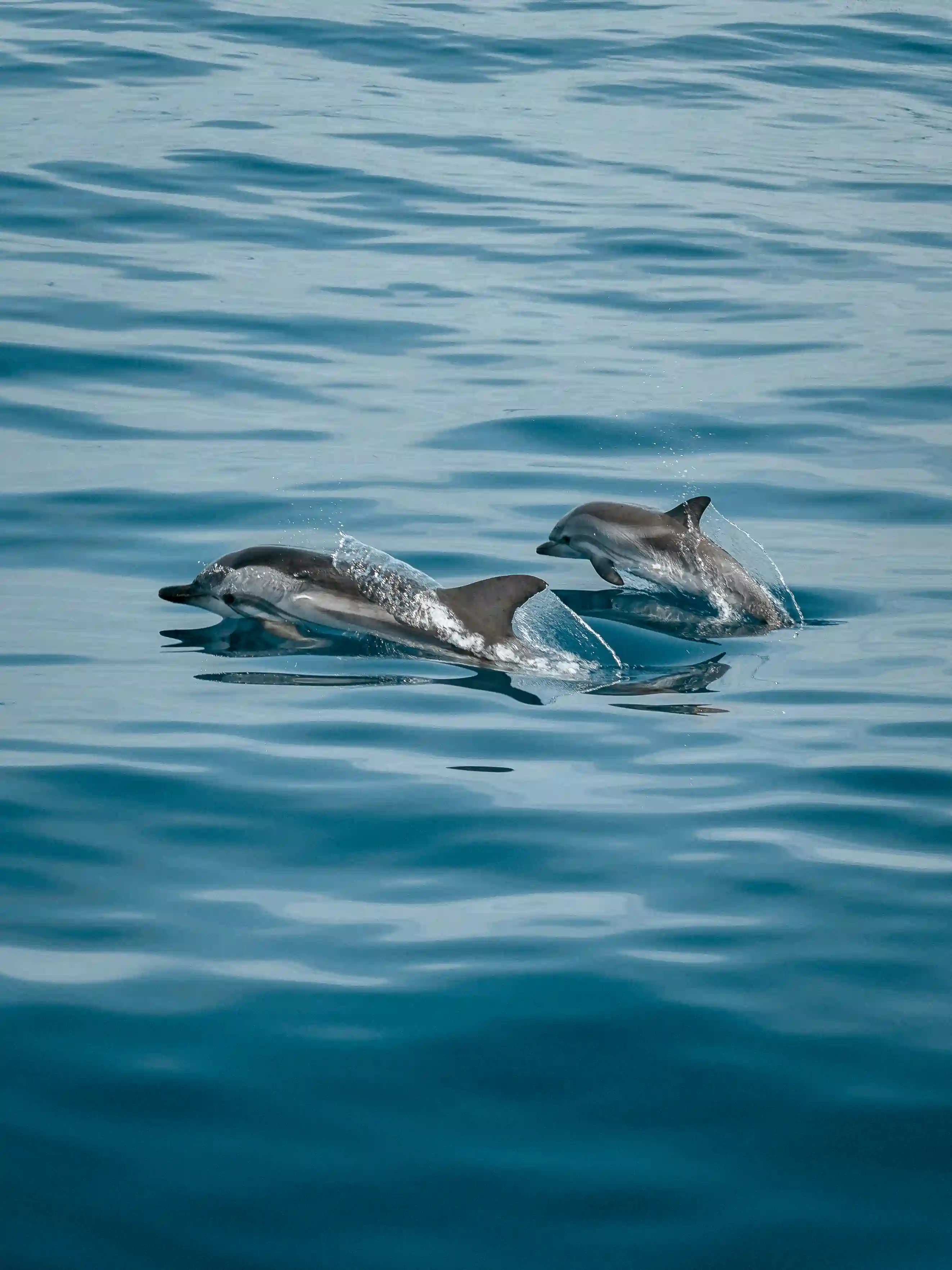 Two baby dolphins swimming.