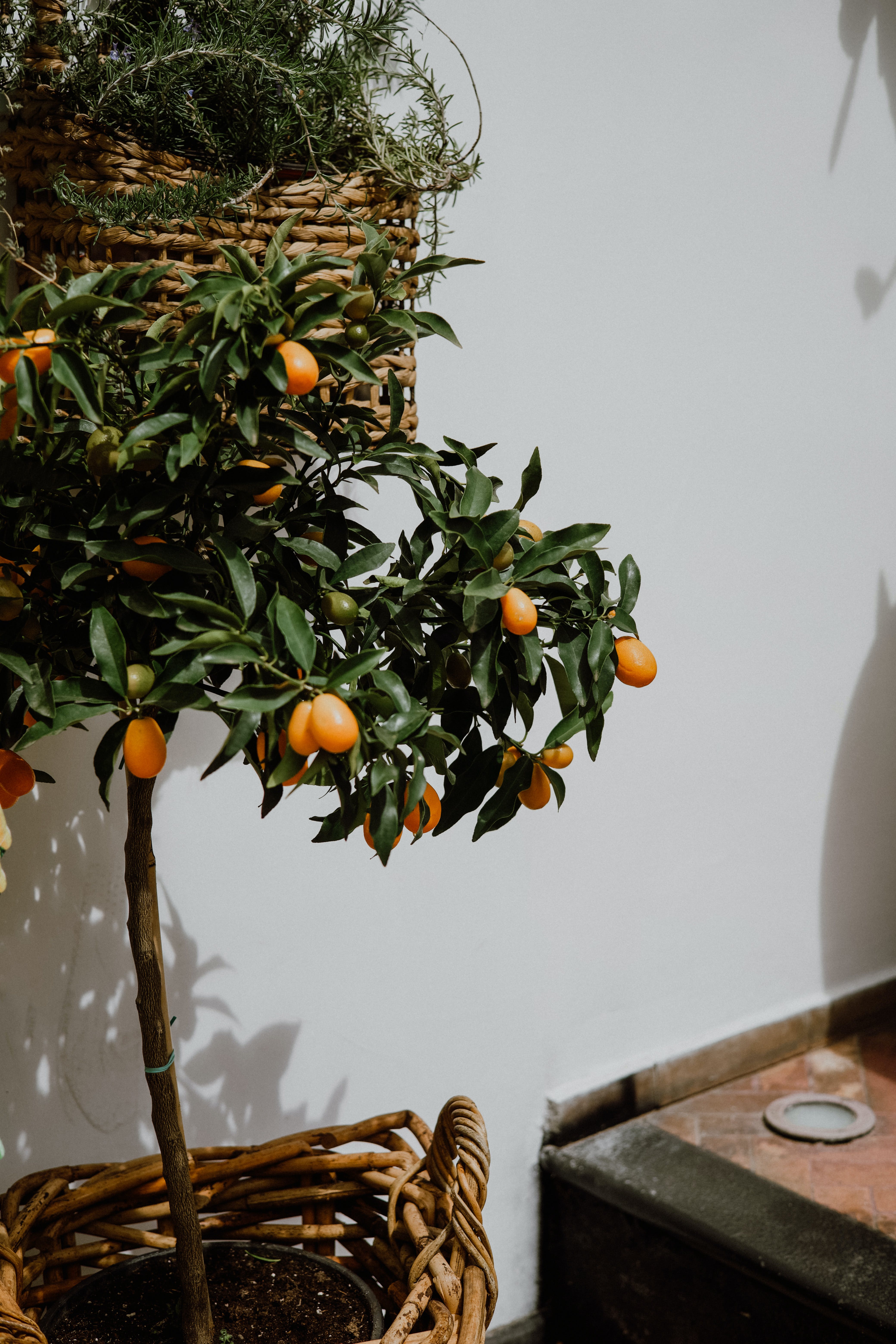 A fruit tree growing some fruit.