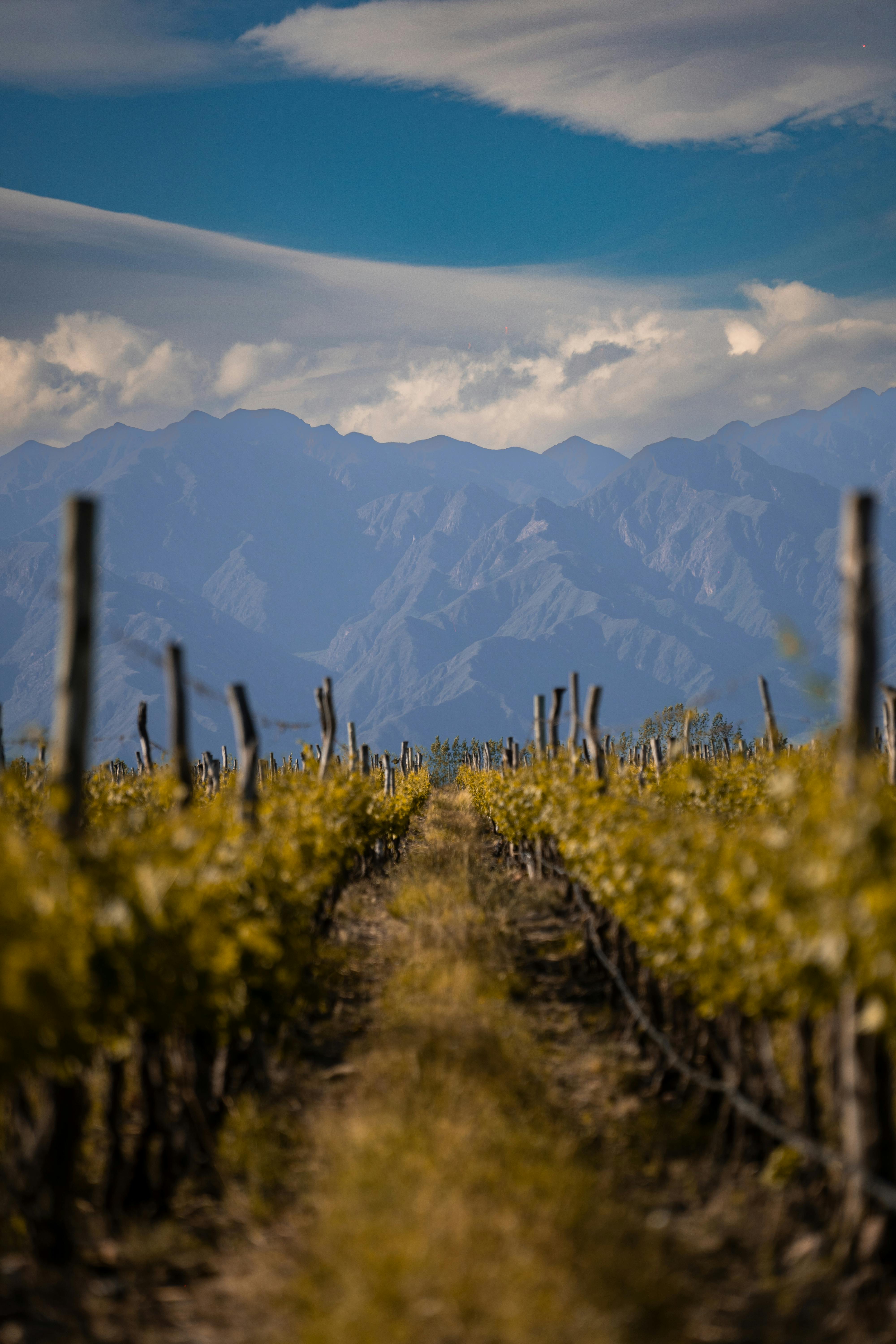 Vineyard with mountains in the background.