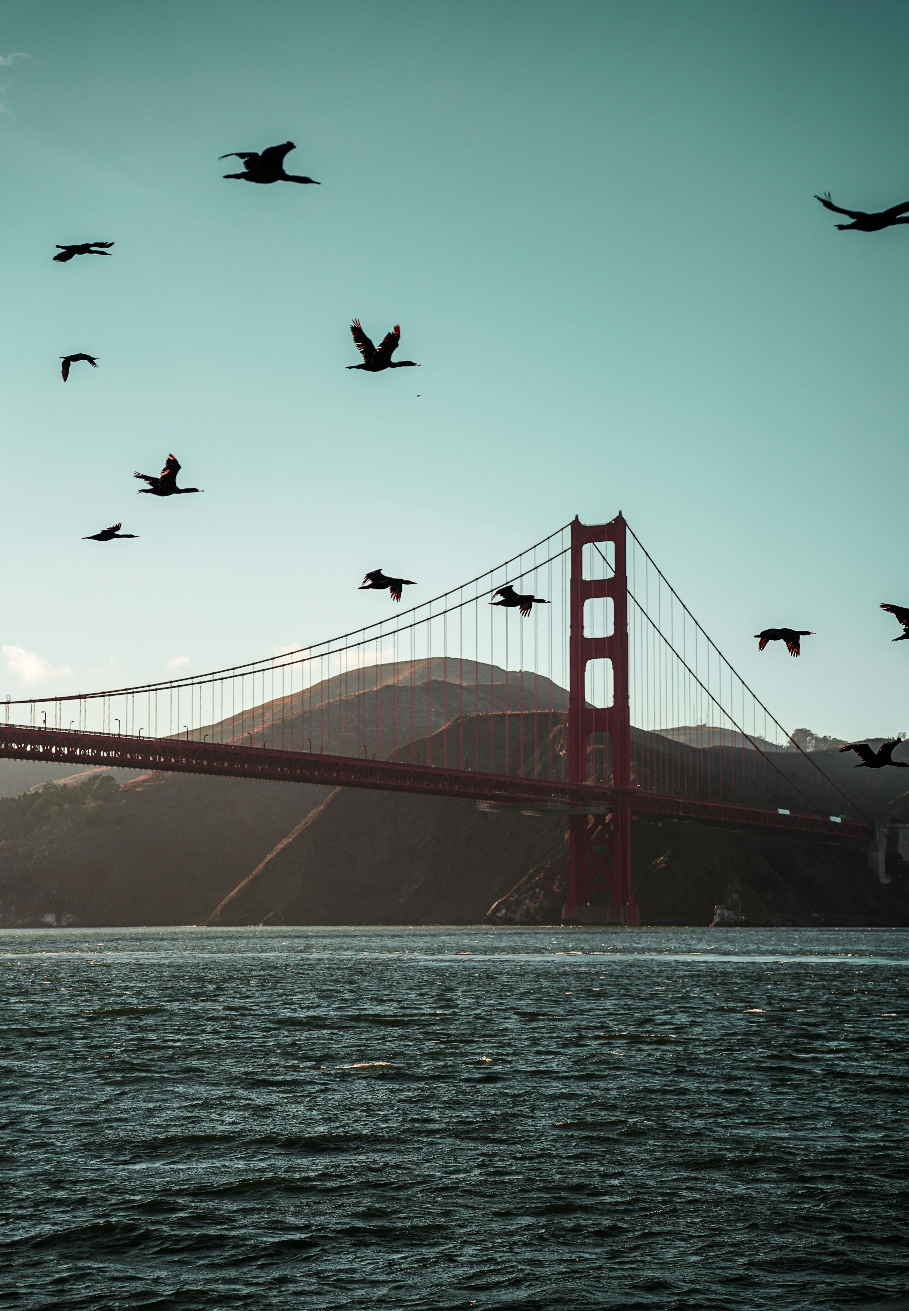 Golden Gate Bridge with birds flying through the sky.