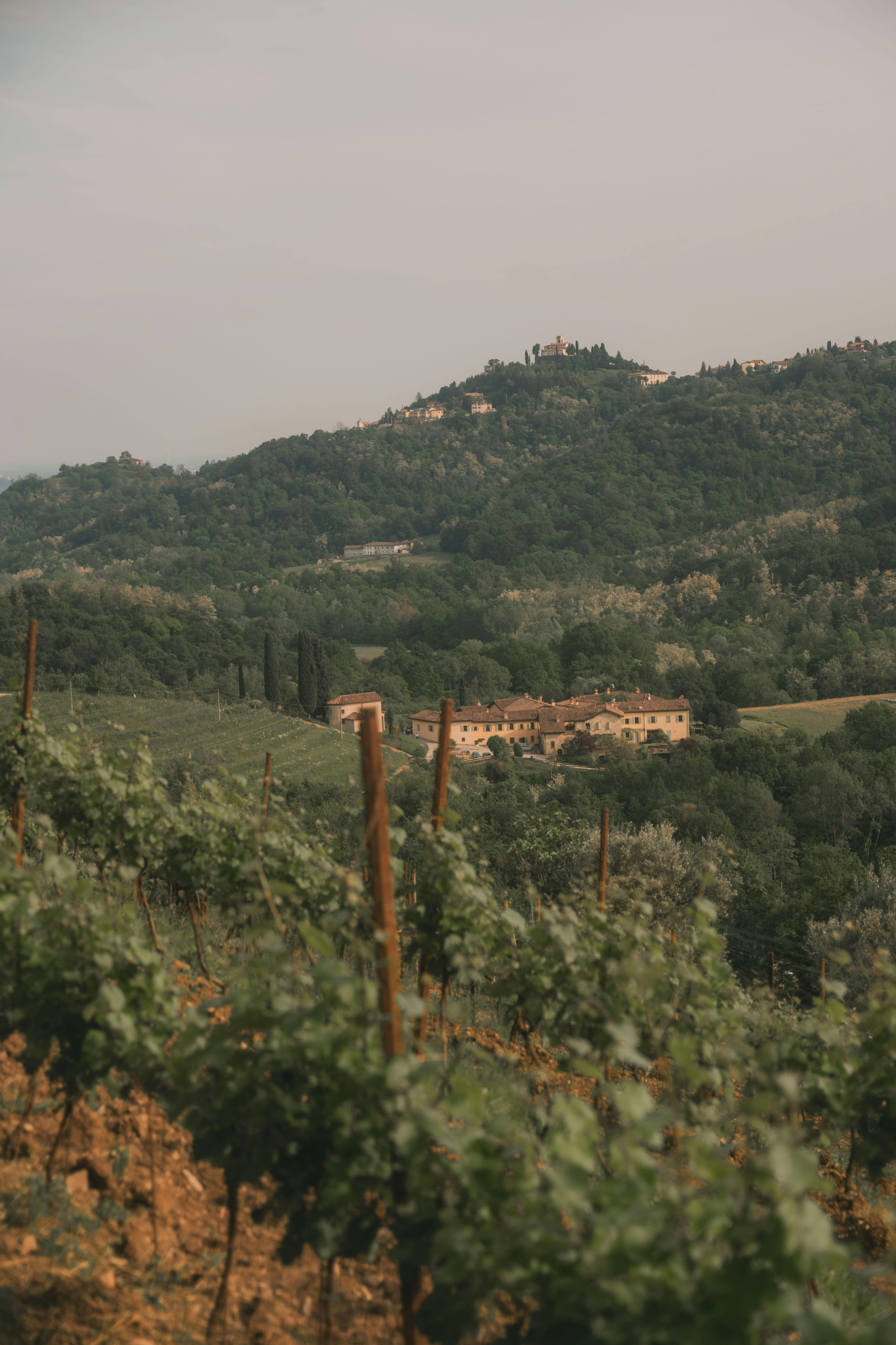 Vineyard.