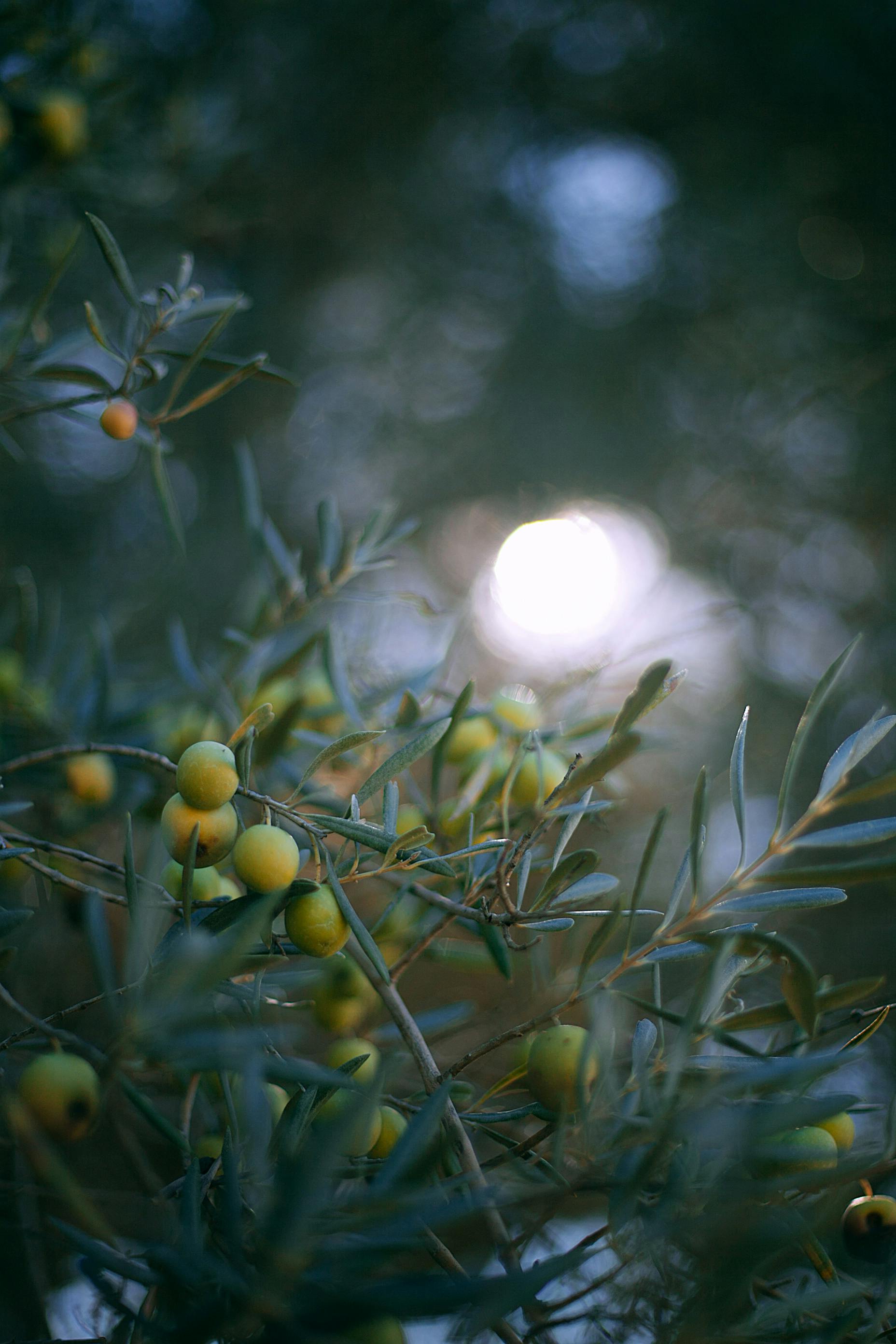 Olives.