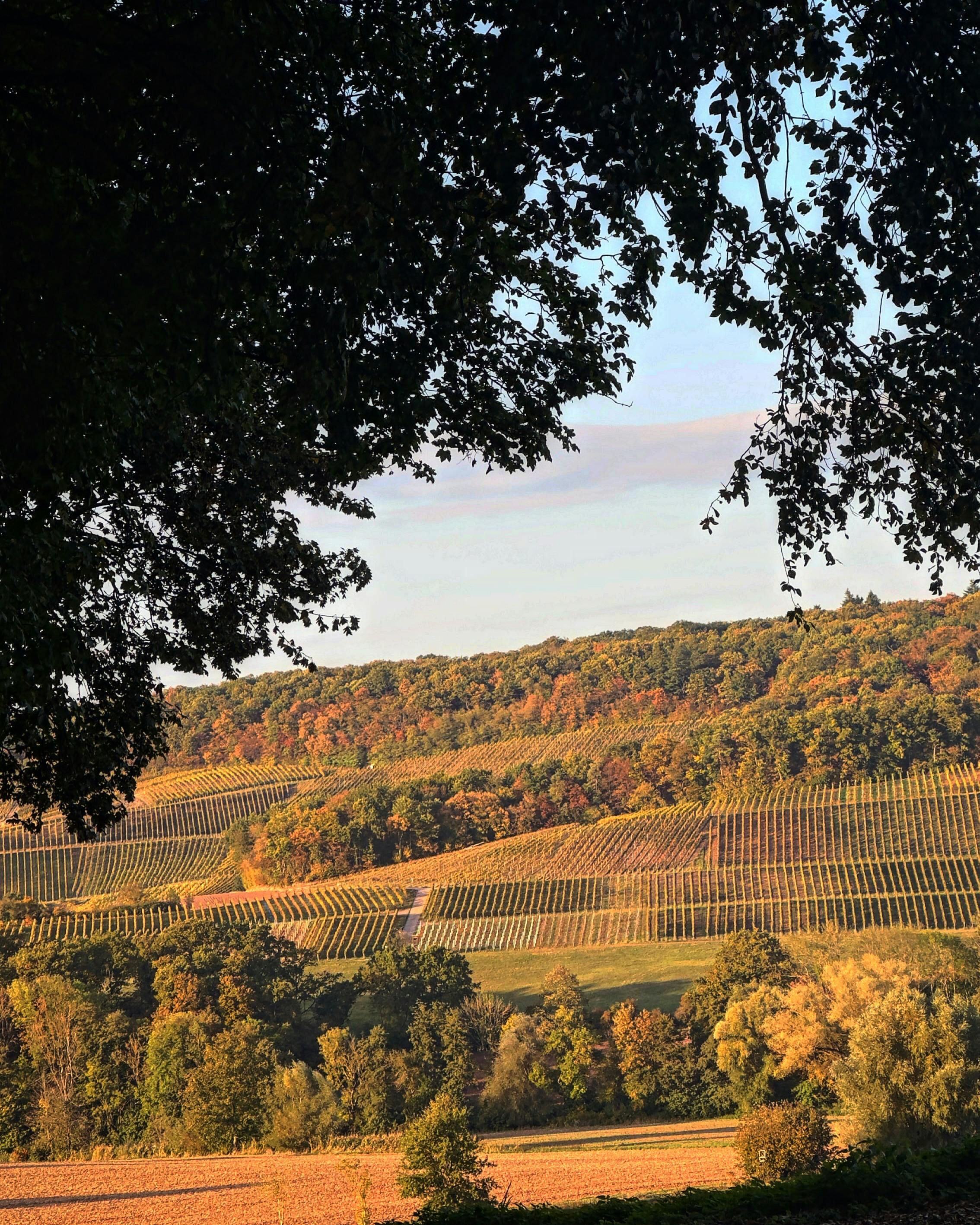 Vineyard.
