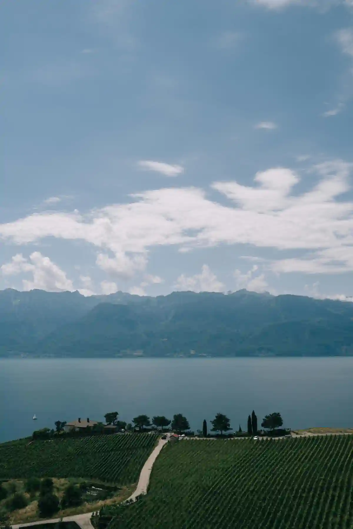 A lake in Switzerland with vineyards on the side.