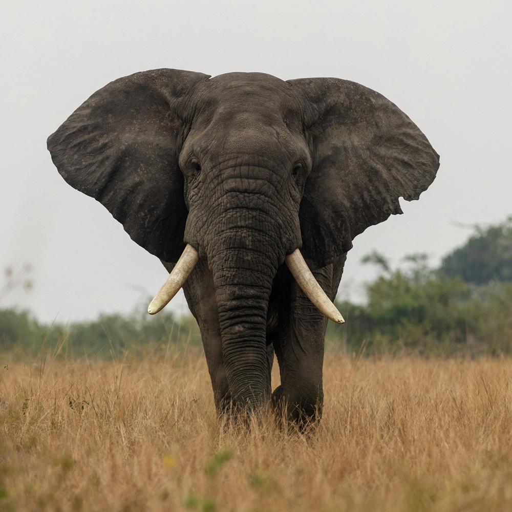 An elephant looking straight into the camera.
