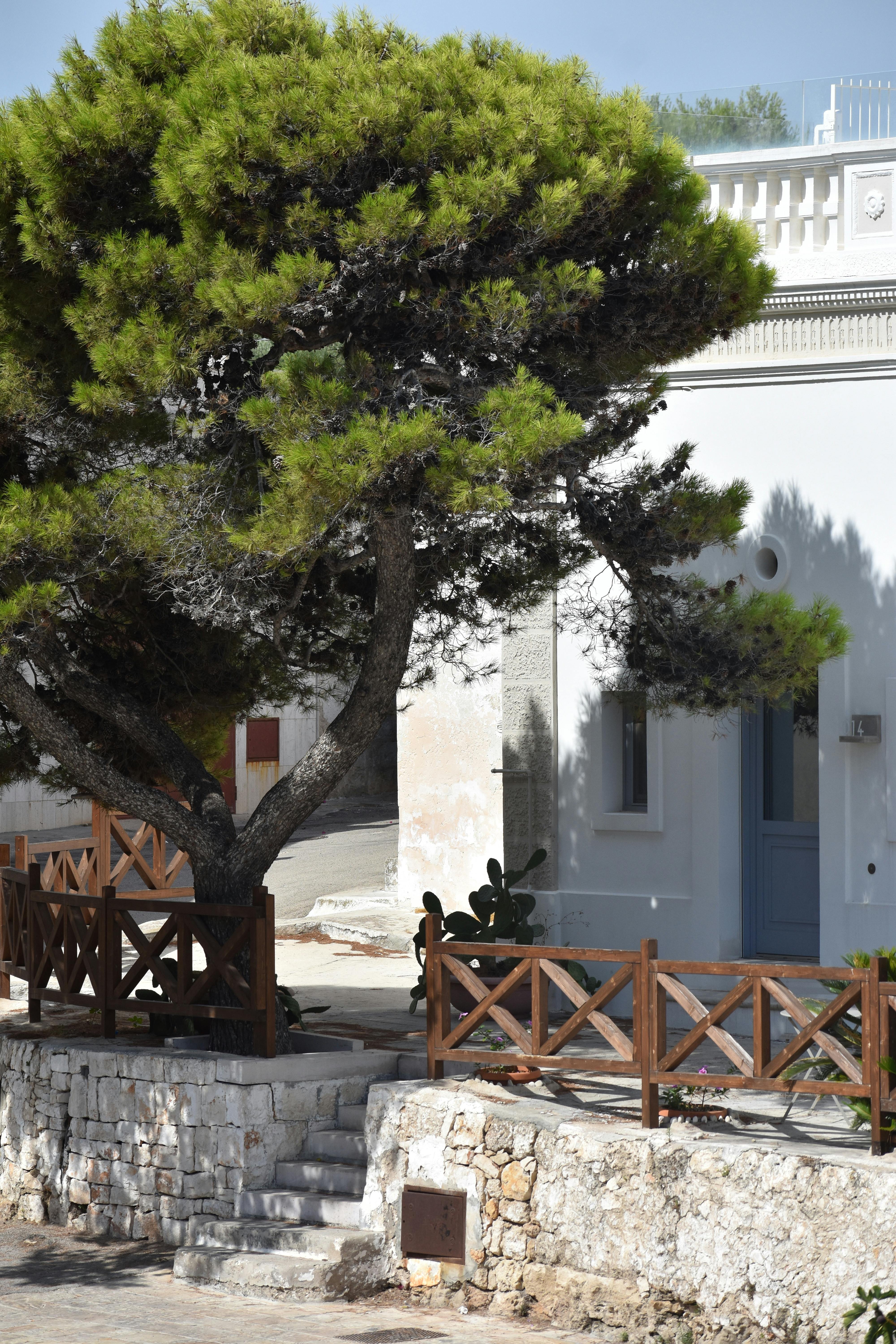 A fresh green colored tree with a white characteristic house in Puglia with a clear blue sky.