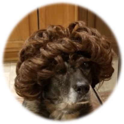 cute+dog+wig