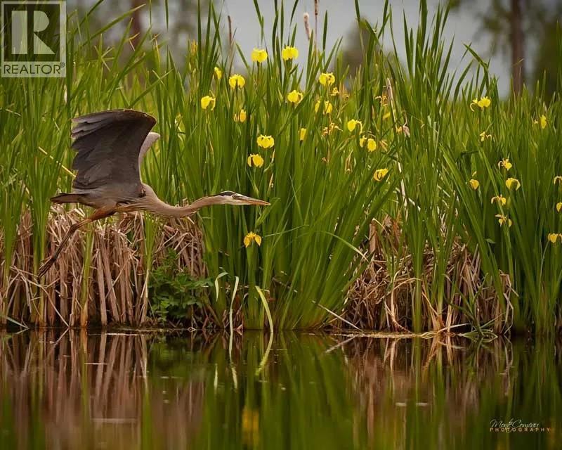 Birds on lake near salmo