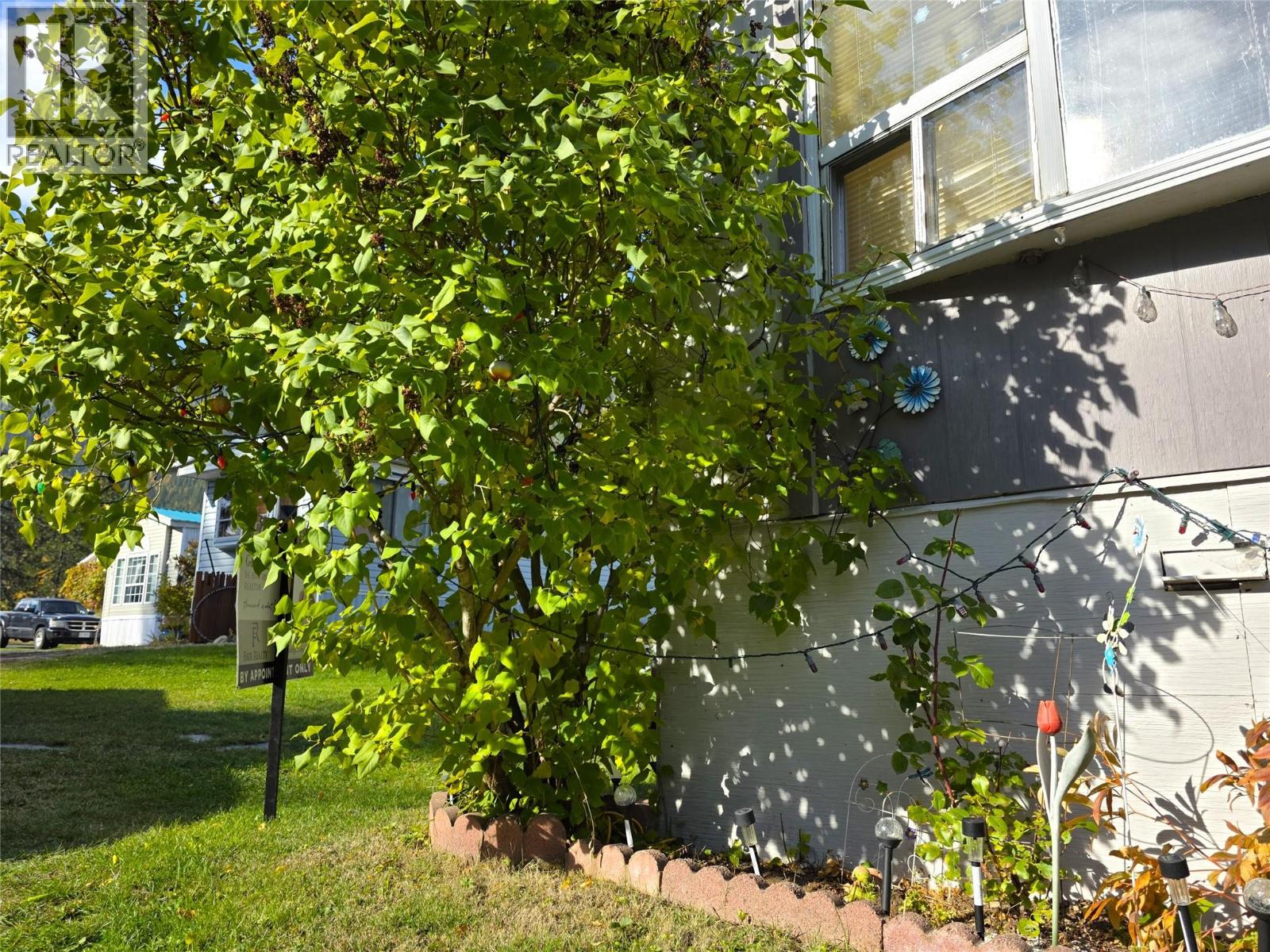 Incredible lilac tree, standing the height of the home