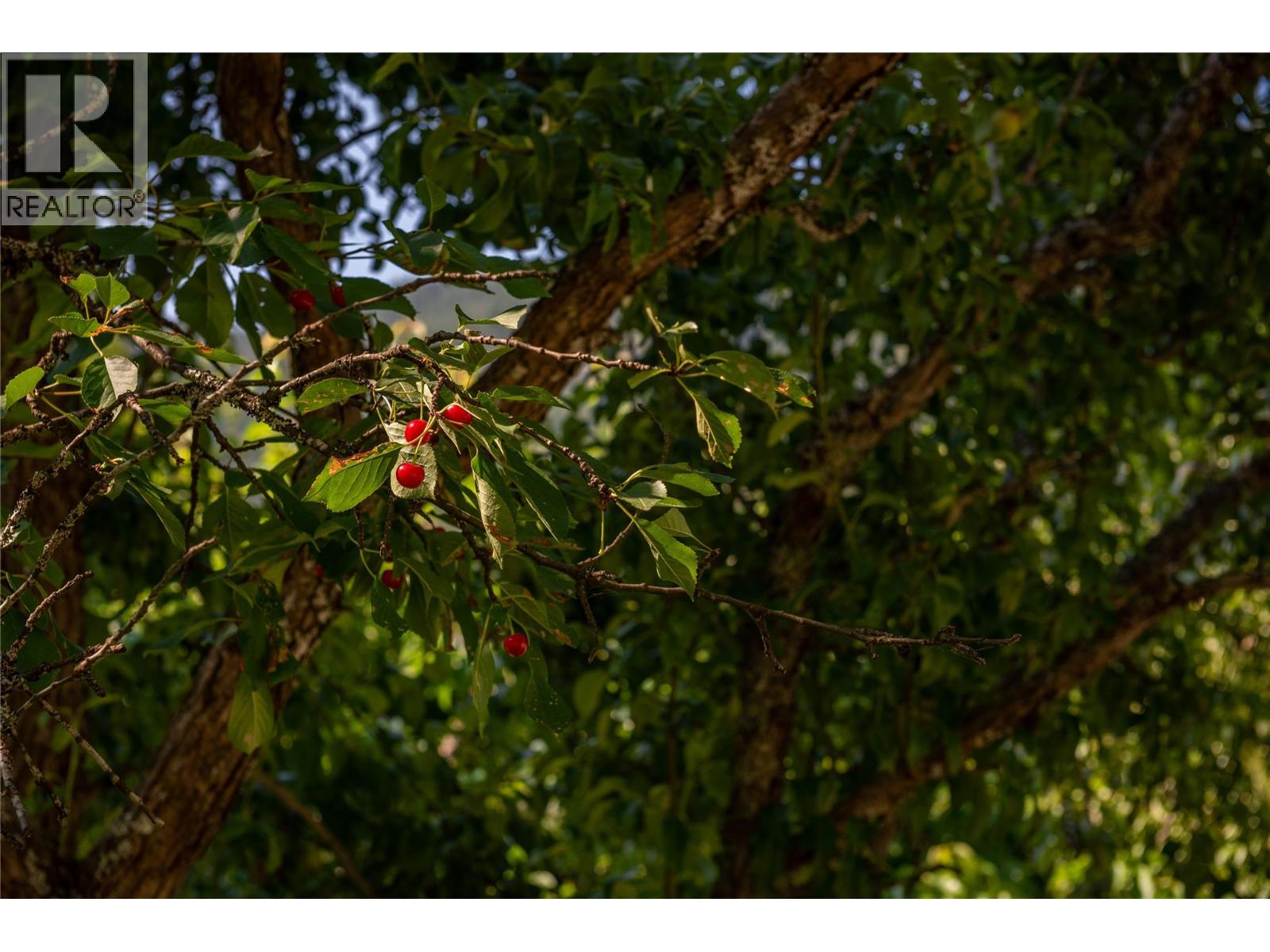Beautiful sour cherries.