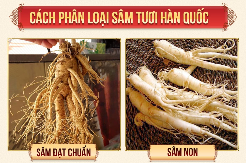 Độ tuổi của nhân sâm