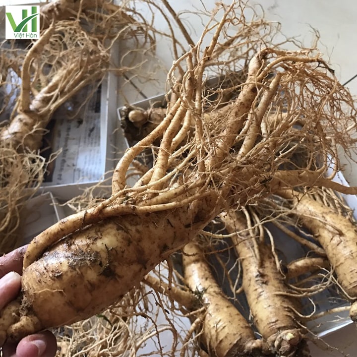 Củ sâm tươi Hàn Quốc 6 năm tuổi thân to nhiều rể chất dinh dưỡng cao