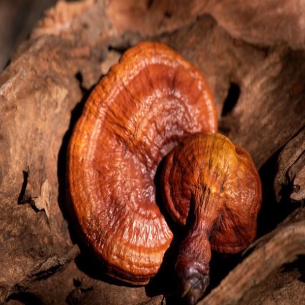 uống nấm linh chi trong bao lâu để có hiệu quả