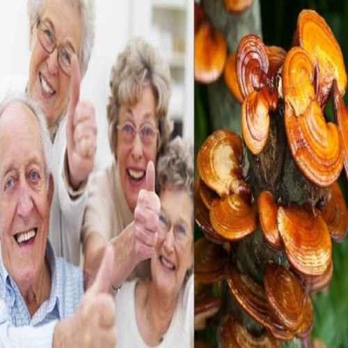 Nấm linh chi đỏ Hàn Quốc có tác dụng tốt với người cao tuổi