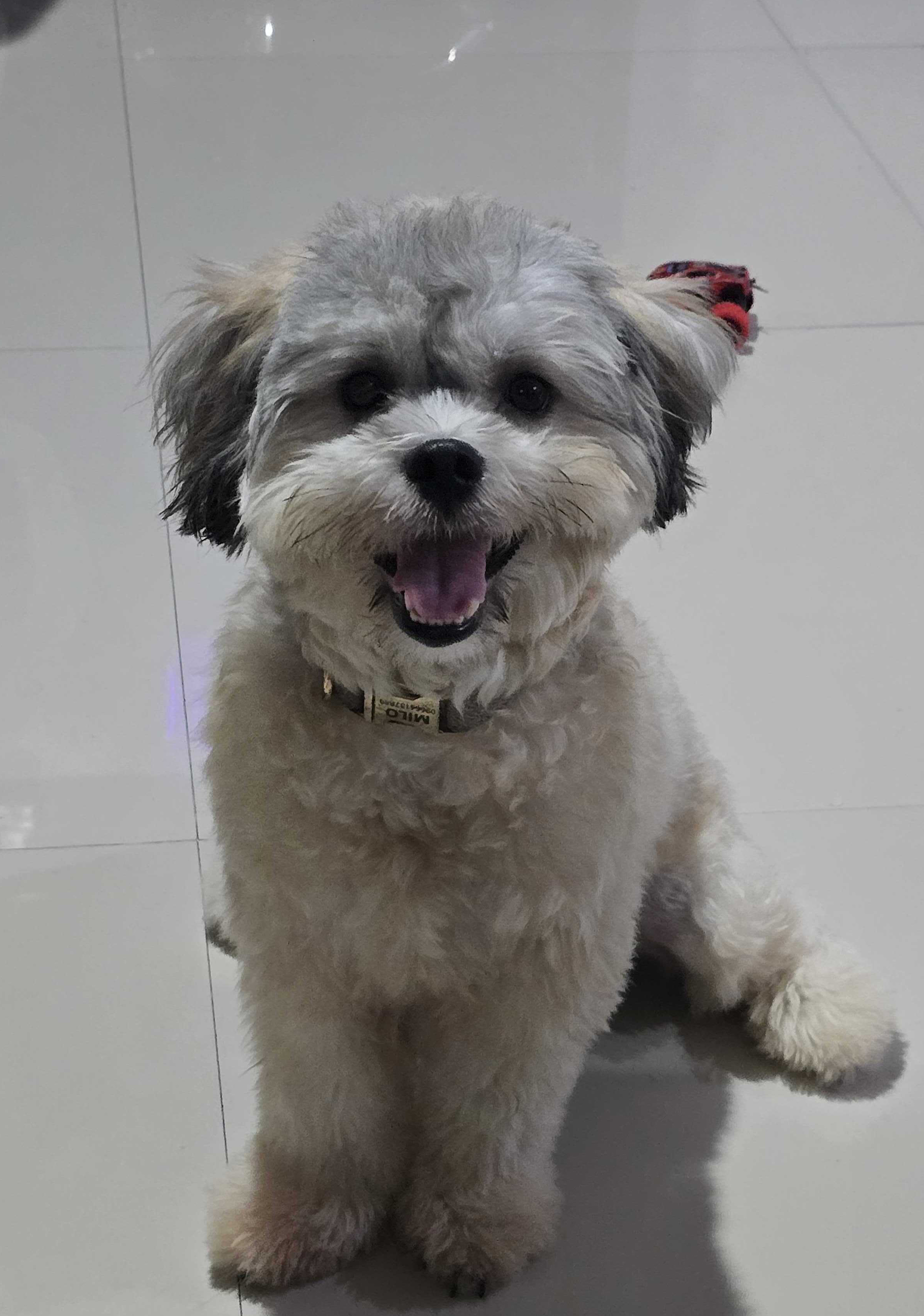 Ella
