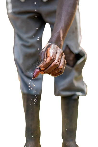 Close-up of a person wearing rubber boots squeezing water from a small bulb or seed with water droplets falling.