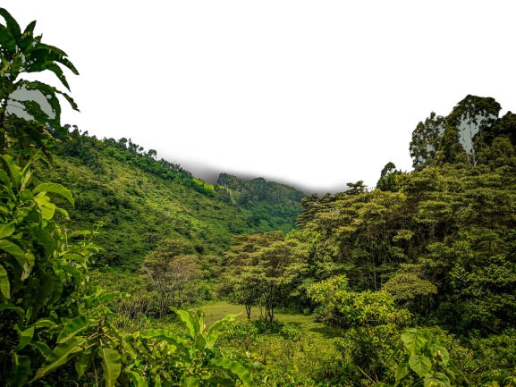 Lush green forest landscape with dense trees and vegetation under a clear sky.