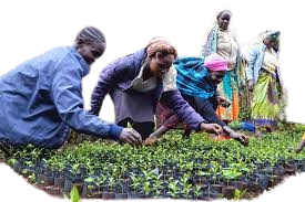 Five people working together to plant or tend seedlings in small pots.