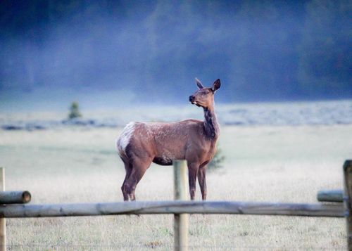 A beautiful elk standing in a meadow