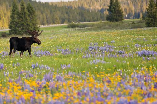 A roaring waterfall rushing down a canyon