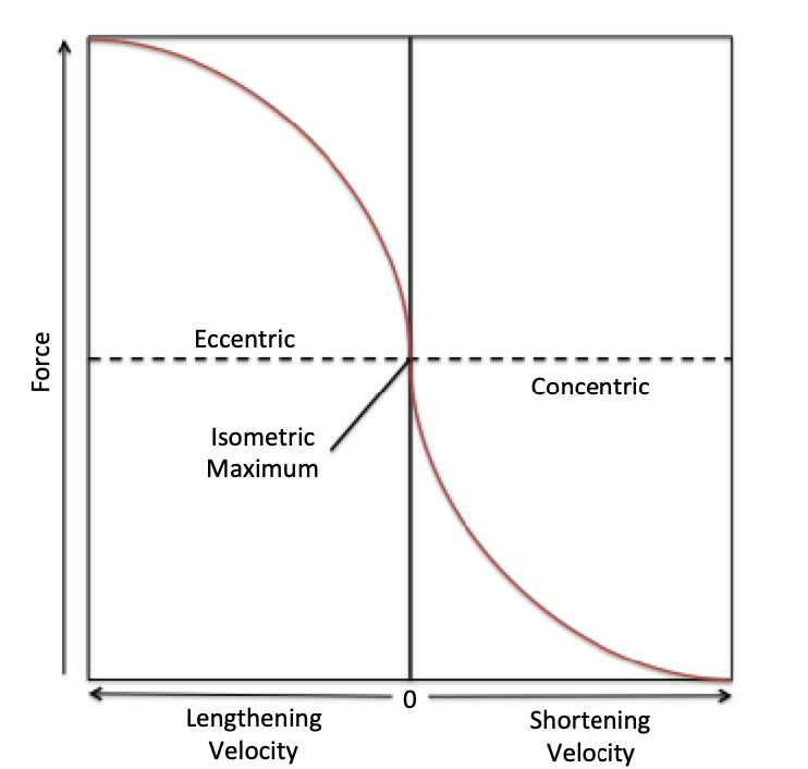 complete force-velocity curve showing the eccentric and concentric portions as an S-shape through the origin.