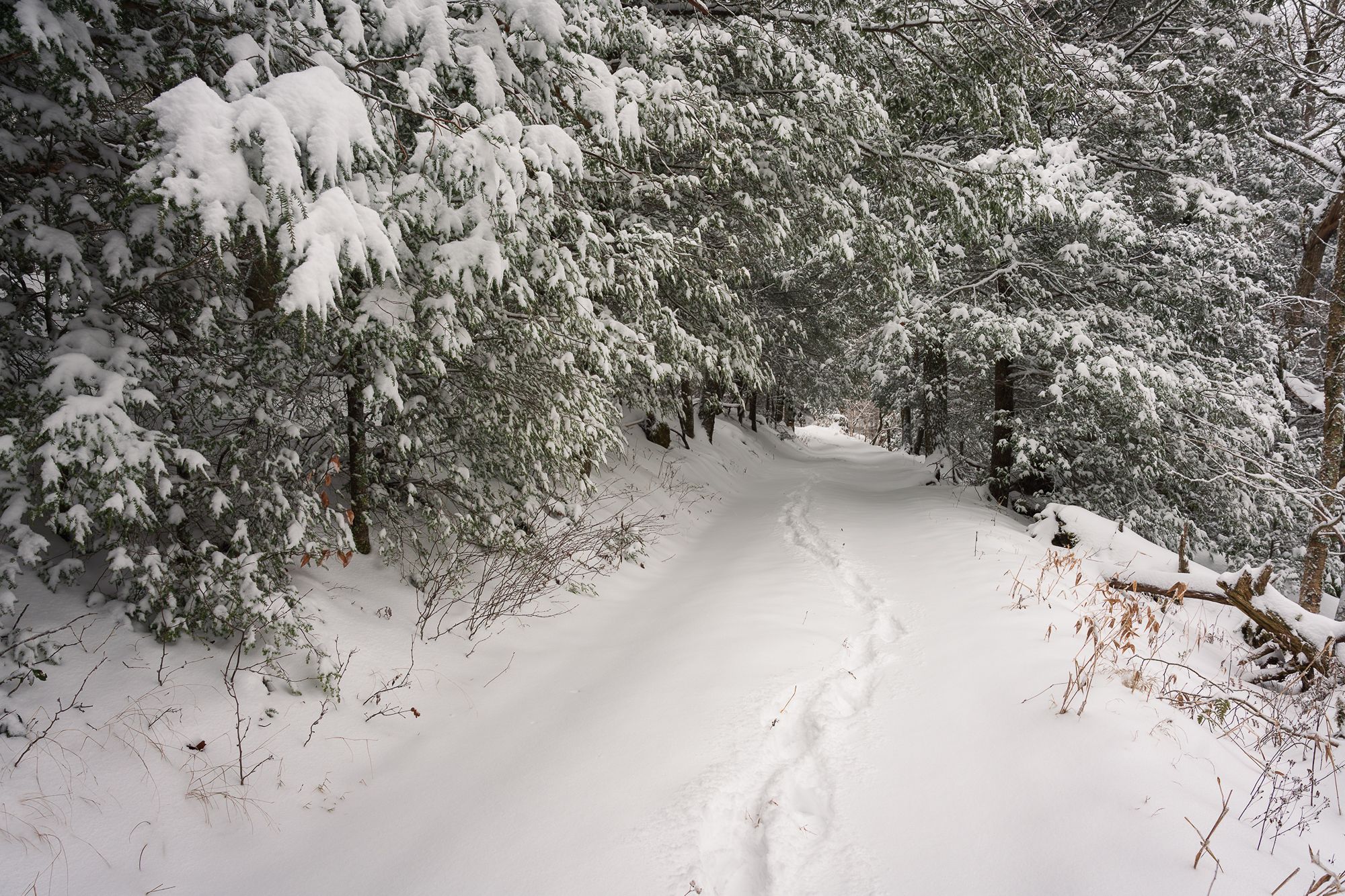 Snowy path through trees with footprints