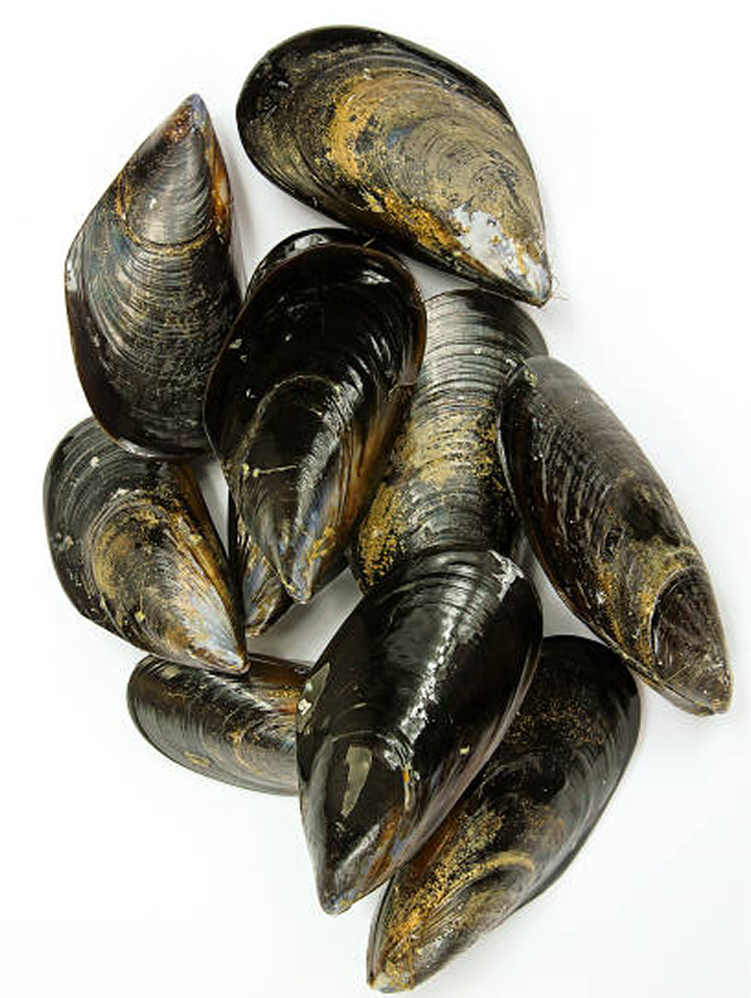raw mussels at La Mer Seafood in Armonk NY