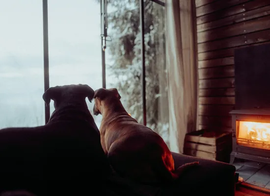 Dogs looking by the window, near from the woodstove