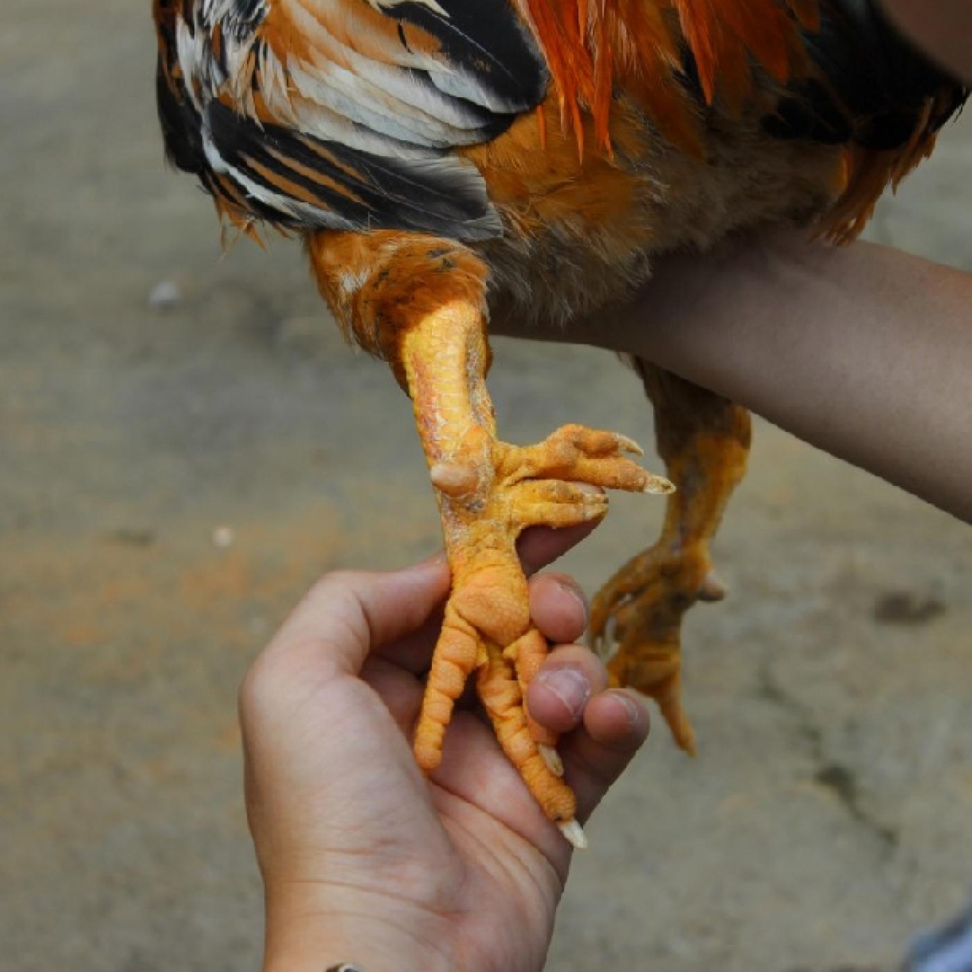 Gà 9 cựa