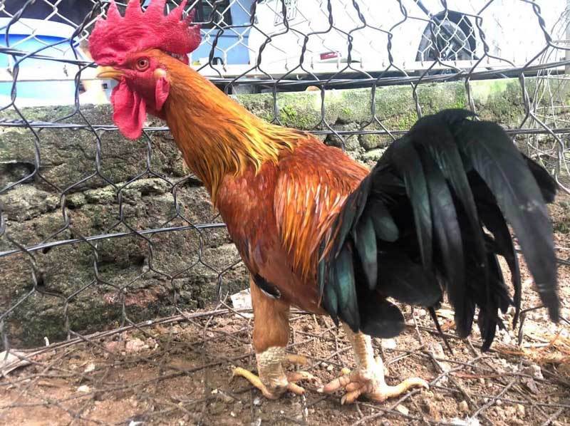 Nuôi gà chín cựa, anh nông dân lãi 300 triệu, ăn Tết to