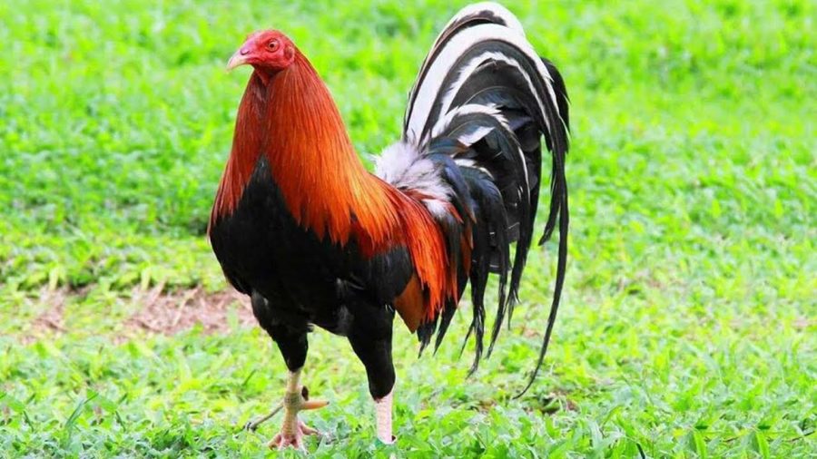 10 Trứng Gà Nòi Mỹ Rặc Kelso - Trại Gà Minh Trí