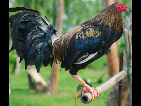 Gà Mỹ (Gà Butcher) - YouTube