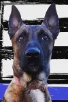 K9 Koki