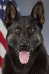 K9 Raven