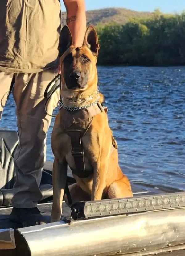 Dozer