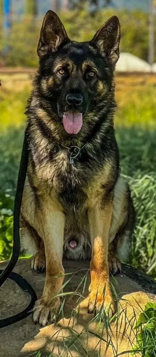 Knox