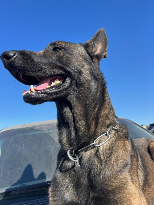 Rosco