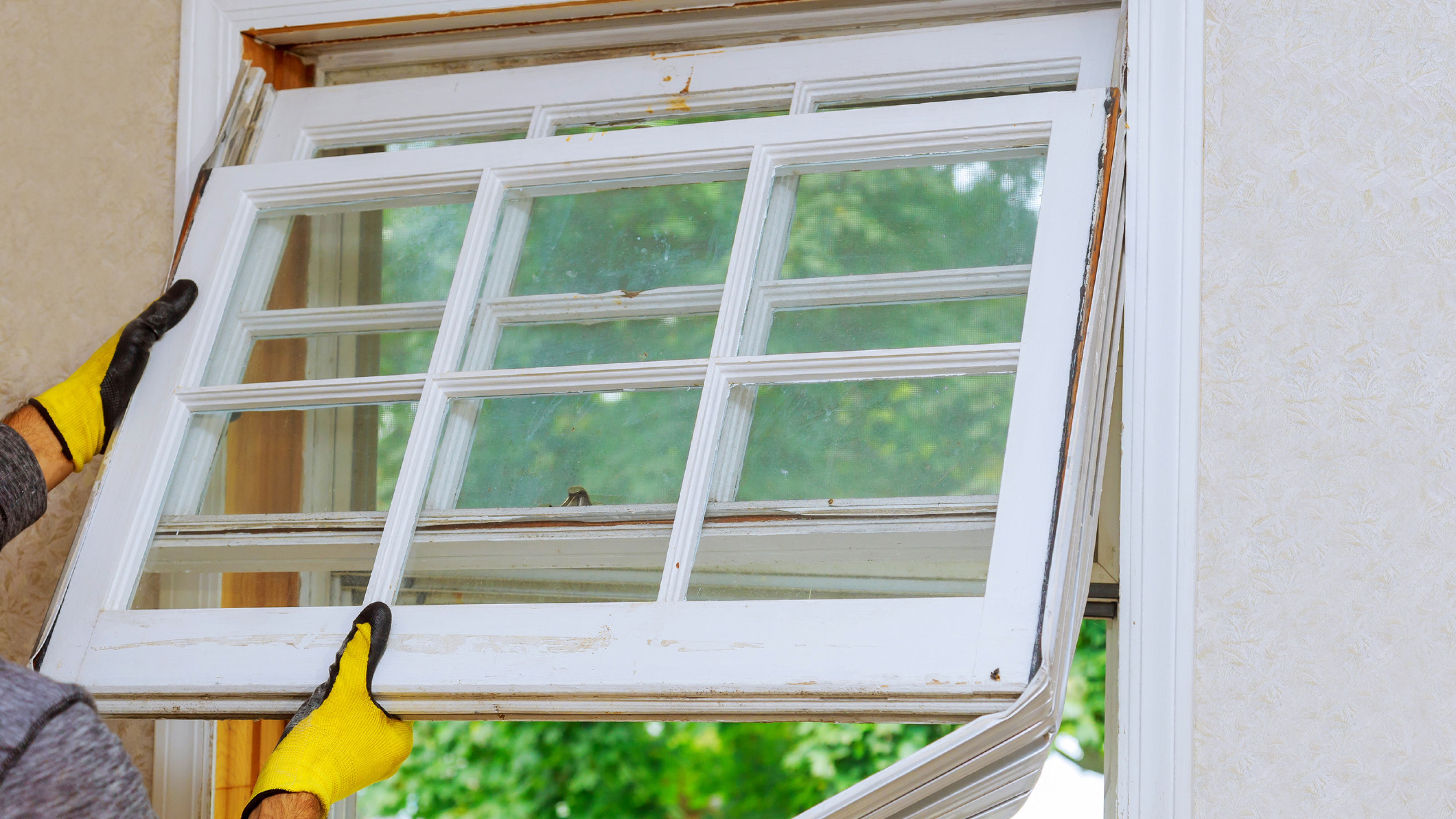 Worker in yellow gloves removing an old white double-hung window sash with grid panes from its frame during a window replacement.