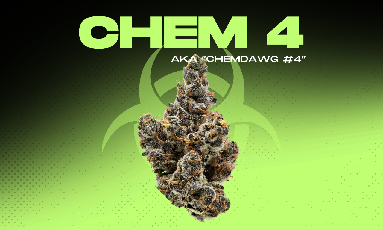 Close-up of Chem 4 cannabis flower showing frosty trichomes, citrus-lime hues, and skunky gas aroma