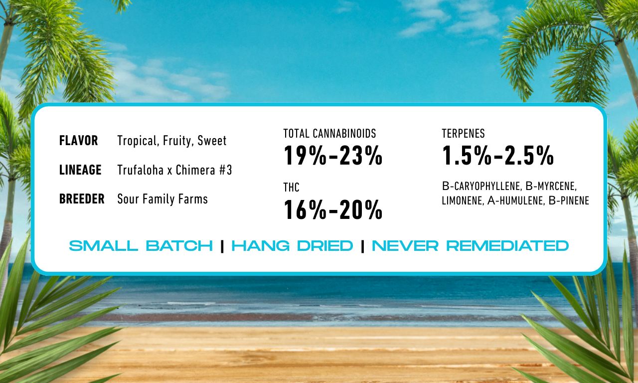 Terpene profile of Hawaiian Haze sativa flower by Sour Family Farms with frosty trichomes