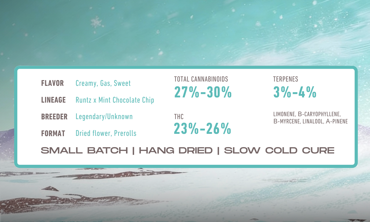 Terpene profile of Mint Chocolate Runtz hybrid flower by Stoner Village showing frosty buds