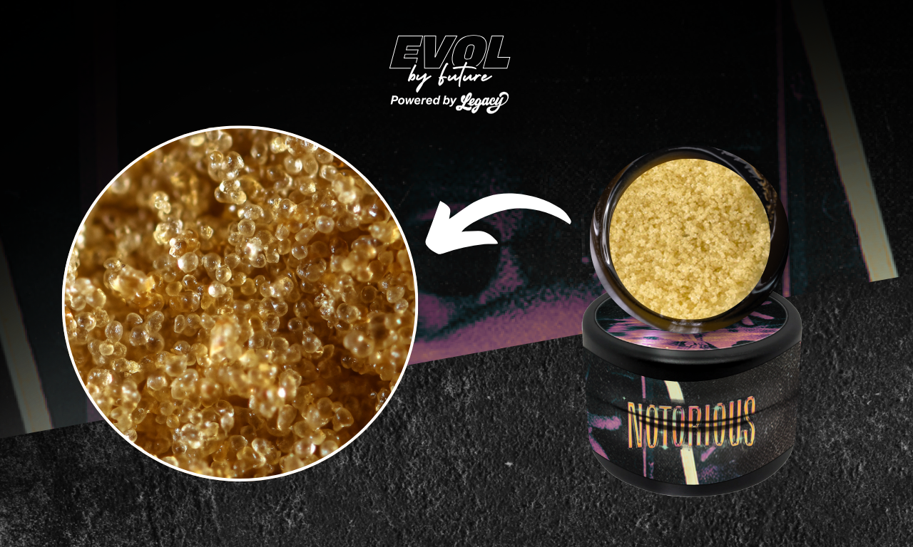 Detailed close-up of EVOL Notorious concentrate showing golden bubble hash texture with branded jar and arrow overlay