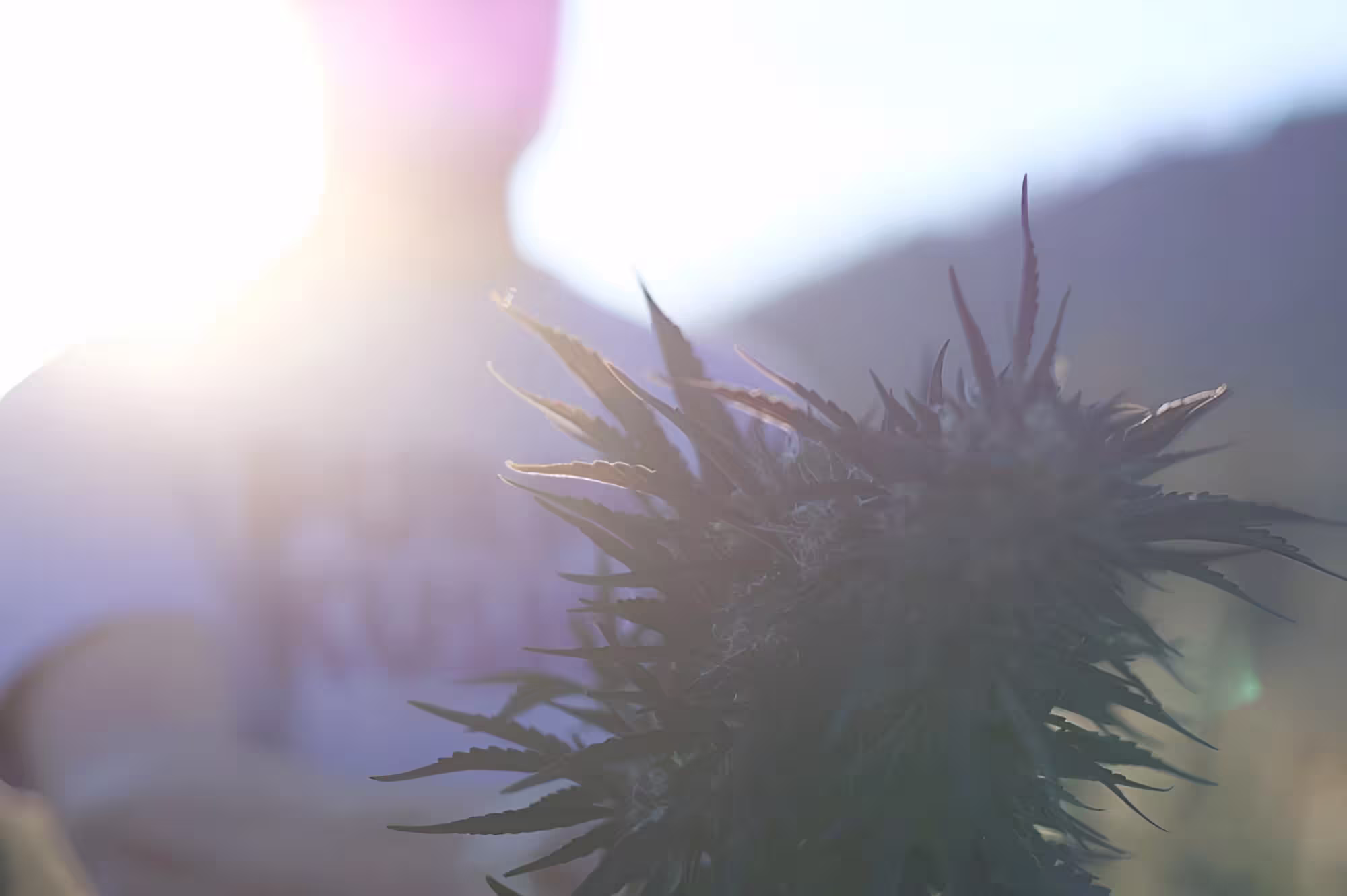 a plant under the sun
