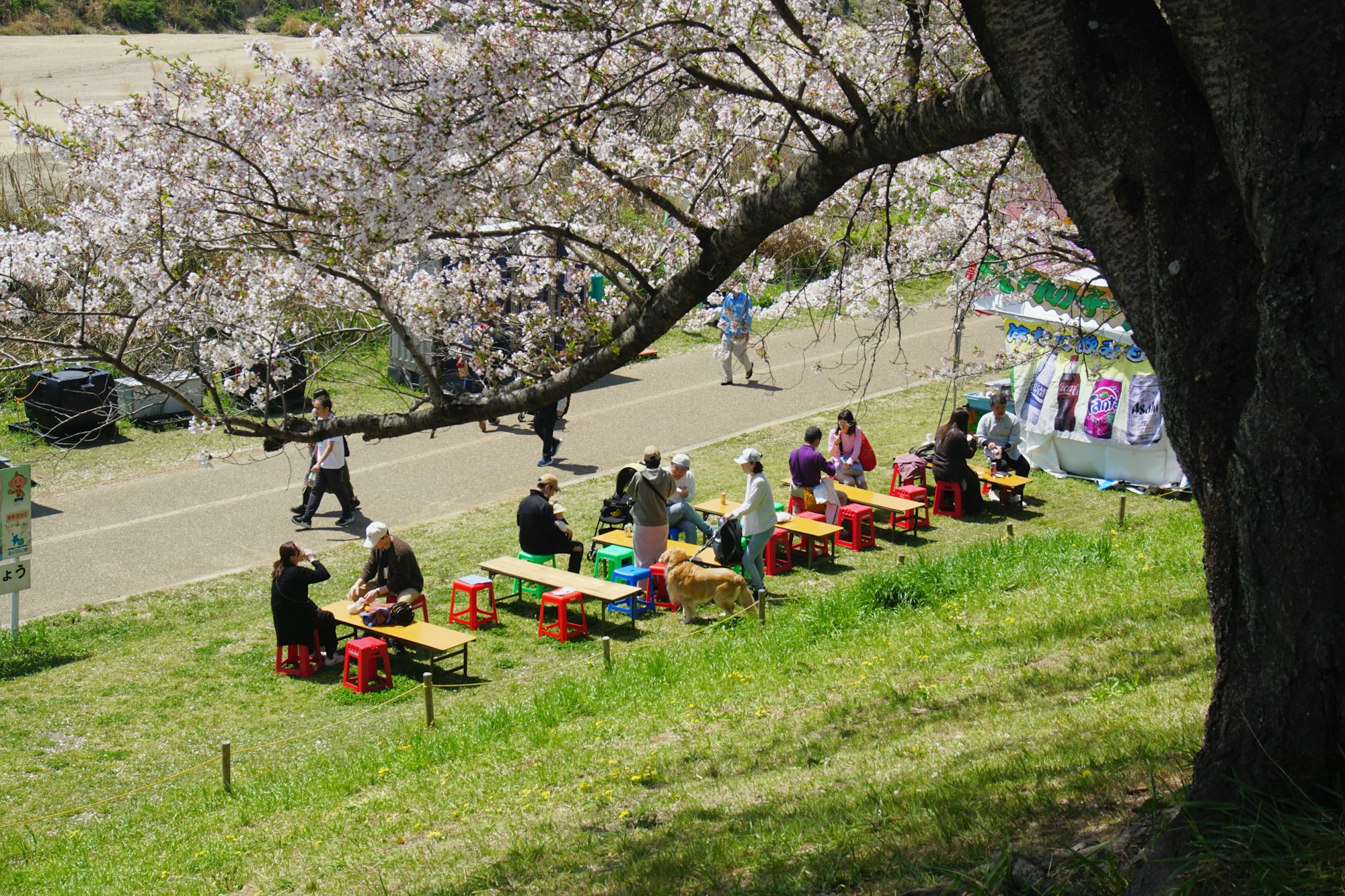 People sitting on benches under cherry blossoms in a spring park. Photo by Syadza Salsabyla on Unsplash